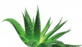 /album/aloe-vera/aloevera-logo1-jpg/